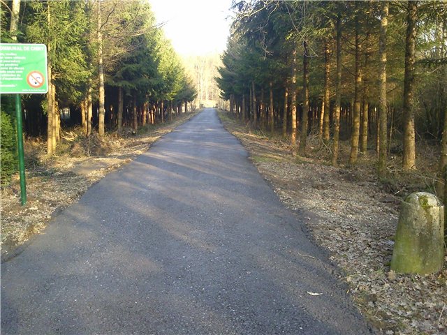 chemin forestier
